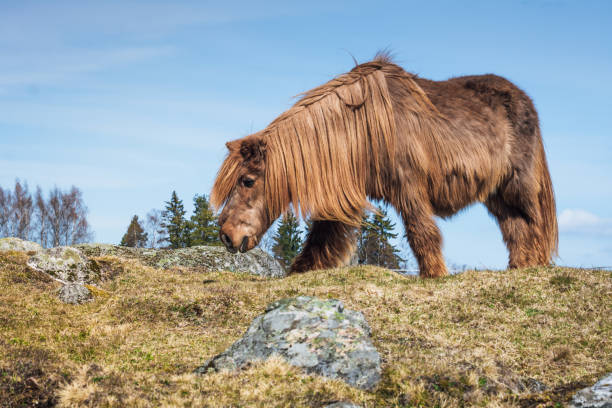 istock Old Icelandic horse 868904744
