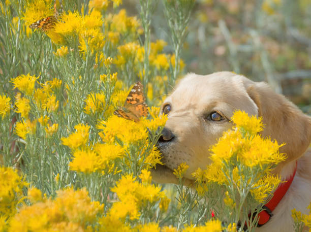istock Puppy and Butterflies 868905120