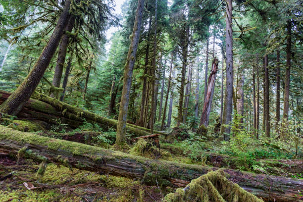 istock Sol Duc rainforest at Olympic National Park, Oregon Coast 868911642