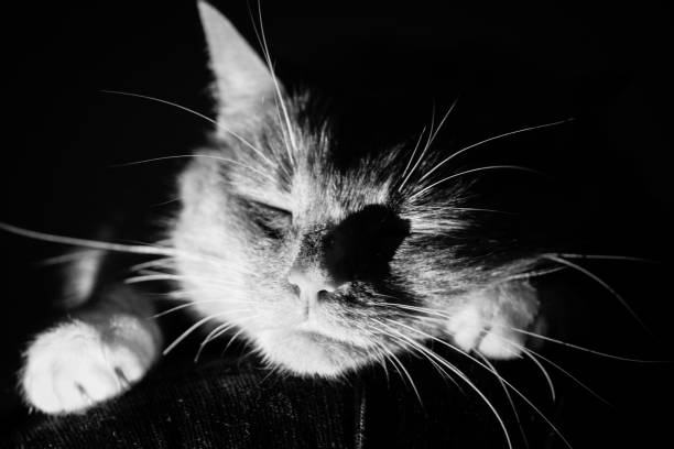 istock Domestic cat resting on arm of the sofa with harsh overhead lighting 868915788