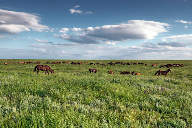 istock Wild horses grazing on summer meadow 868918670