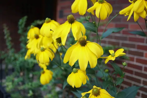 Little yellow flowers