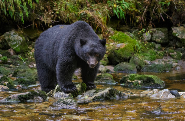 oso negro a lo largo de un arroyo en el bosque lluvioso del gran oso de canadá - bear hunting fotografías e imágenes de stock