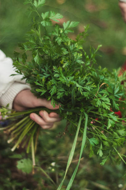 istock Hand picking up parsley from the garden. 868923892