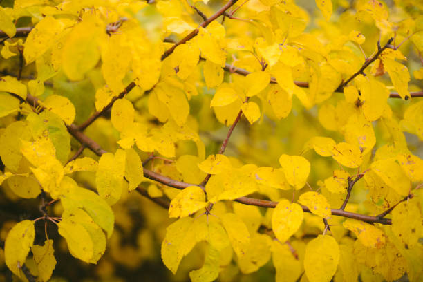 background texture of yellow leaves autumn leaf background