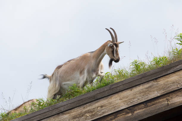 Goat in a roof in norway on a cabin
