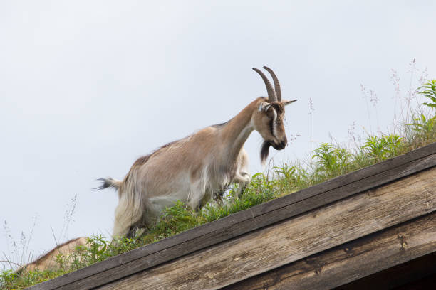 Goat in a roof in norway Goat in a roof in norway on a cabin goat pen stock pictures, royalty-free photos & images