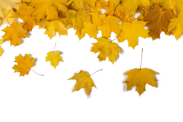 Falling autumn leaves.