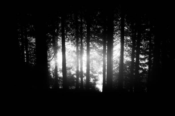 istock Dark and scary forest. Noise added for the mood 868931948