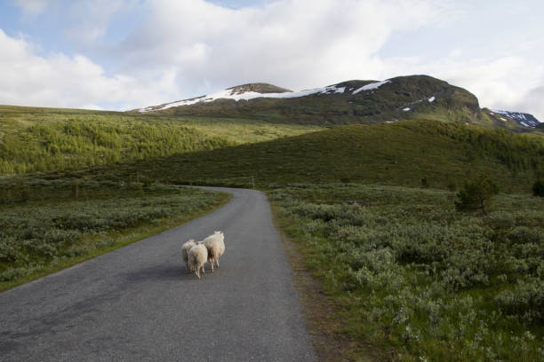 istock Sheeps on mountain in Norwegian National park 868932218