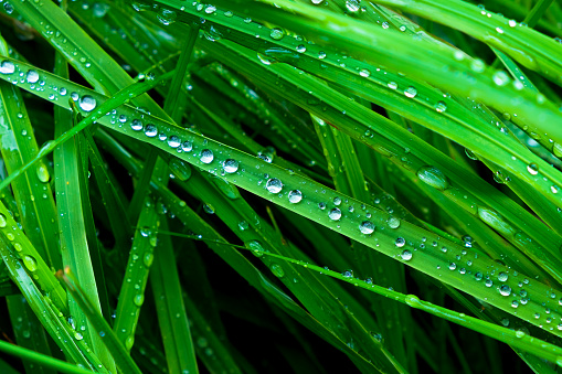 Close up of grass