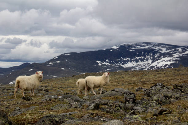 istock Sheeps on mountain in Norwegian National park 868932952