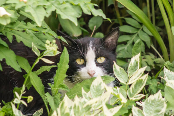 istock Magic black and white cat with green eyes sitting in bright green grass 868935954