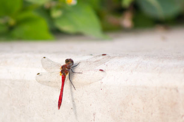 istock Dragonfly sits on a white marble staircase close macro 868936536