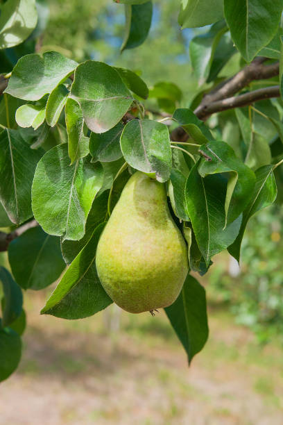 istock Shiny delicious pears hanging from a tree branch 868942994
