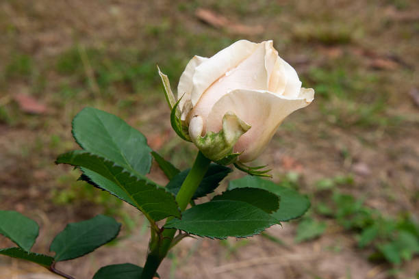 istock Natural white rose flower close up on green bush 868943154