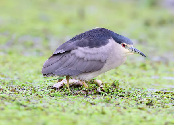 istock Adult night heron on the water grass. 868945160
