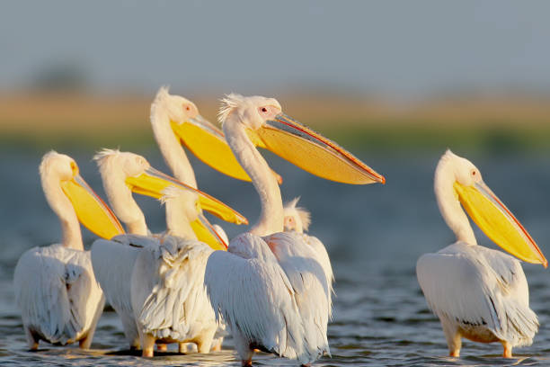 istock A small flock pf white pelicans stand in the water 868945240