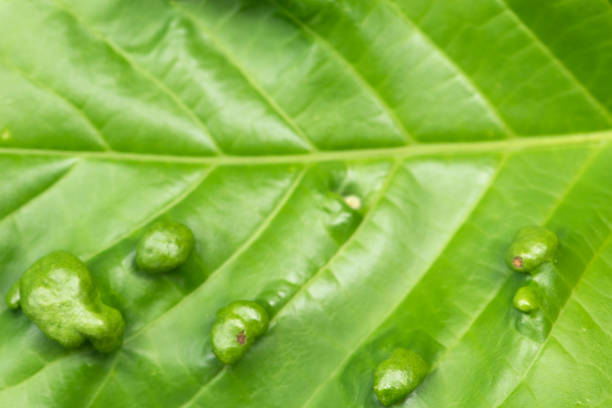 Detail of peach leaves