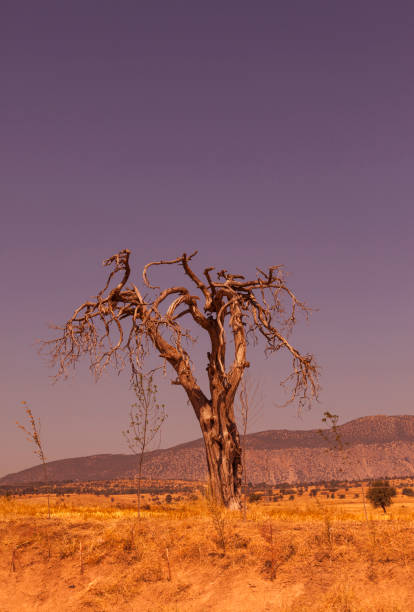 istock dried tree on field at nature side of mugla turkey 868950406