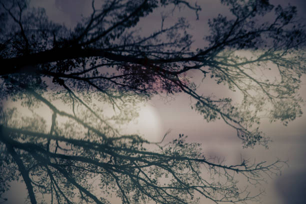 Tree reflected in car window in Nashville, Tennessee