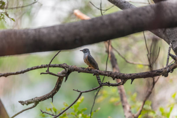 istock Bird (Plaintive Cuckoo, Cacomantis merulinus) black, yellow, brown and orange color perched on a tree in a nature wild 868951092