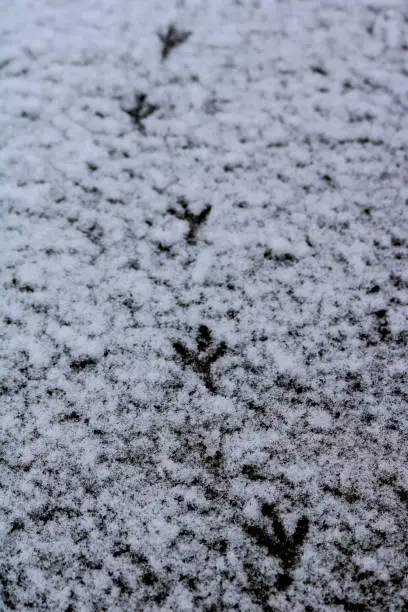 Mourning Dove tracks in the snow during the winter in Maine