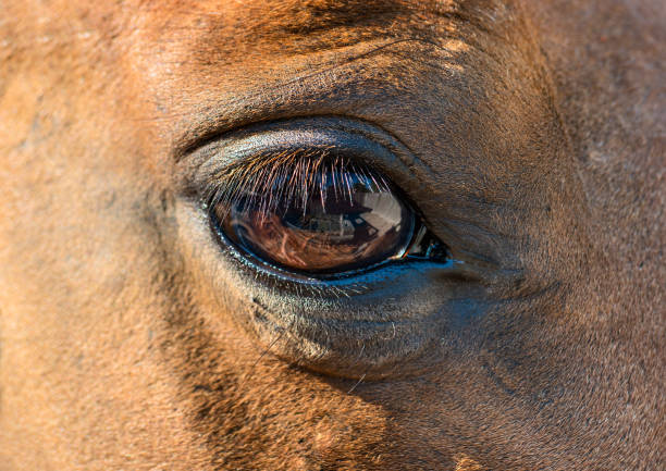 istock Horse eye closeup 868958798
