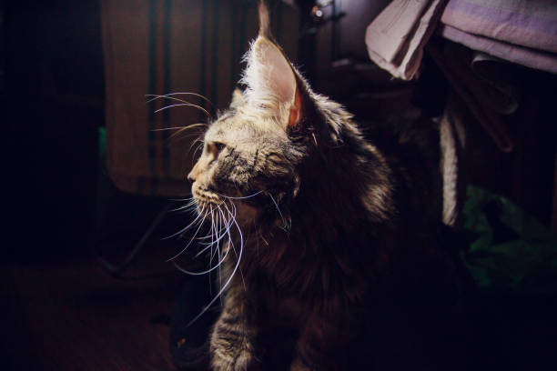 istock maine coon on a black background 868958938