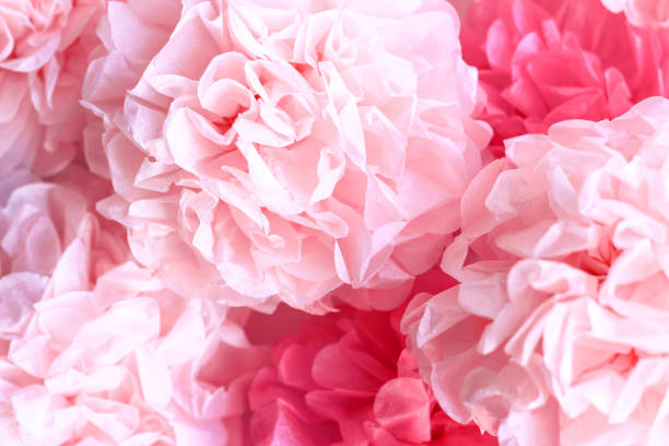 sfondo pom poms di carta velina rosa - poppy pink close up cut flowers foto e immagini stock