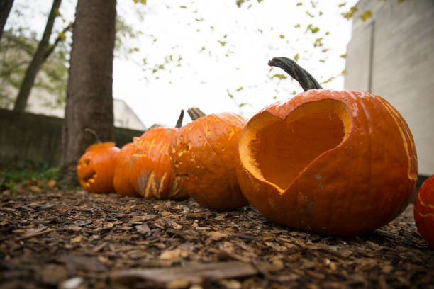 istock Jack o lanterns cut into pumpkins for Halloween 868959230