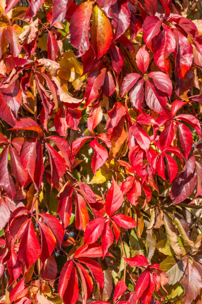 istock colorful autumn leaves arrangement 3 868962406