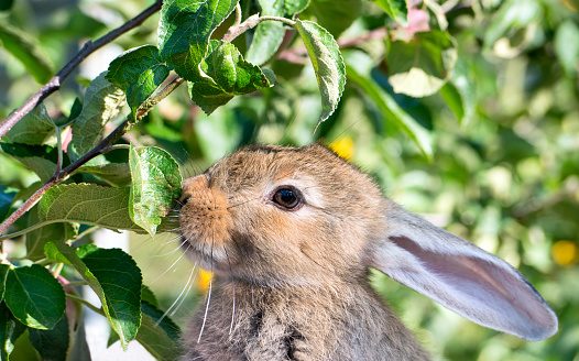 Young beautiful rabbit sniffs the leaves of the trees in the garden