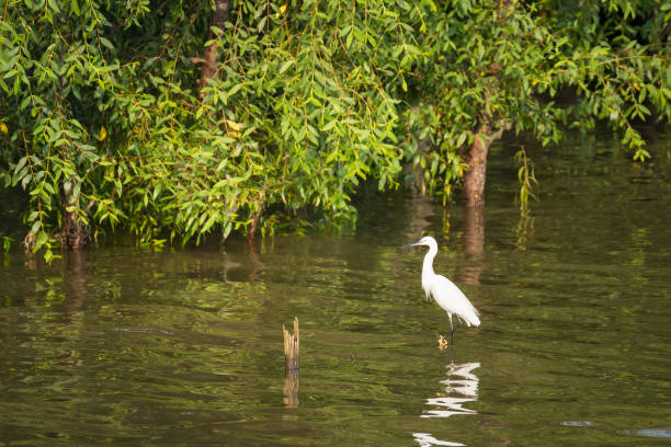 istock Great White Egret wading slowly through the mangroves.Thailand. 868966376