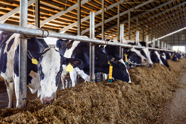 istock Cows in the barn, Milk plant 868972556