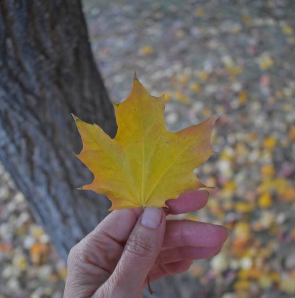 Autumn leaves stock photo