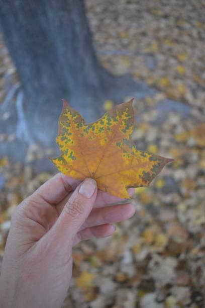 Holding Leaf in Autumn stock photo