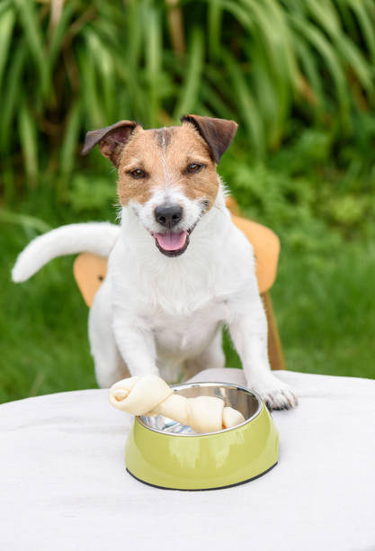istock Happy dog with rawhide bone in doggy bowl on table 868985902