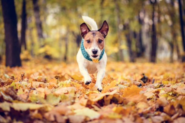 istock Dog running on fallen leaves at beautiful fall (autumn) park 868985904