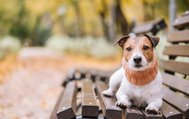 istock Dog wearing cozy muffler on bench at nice autumn park 868985916