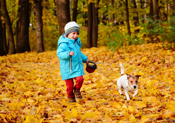 kleiner junge geht schön seinen hund an der leine im schönen herbst-park - dog walking child little boys stock-fotos und bilder