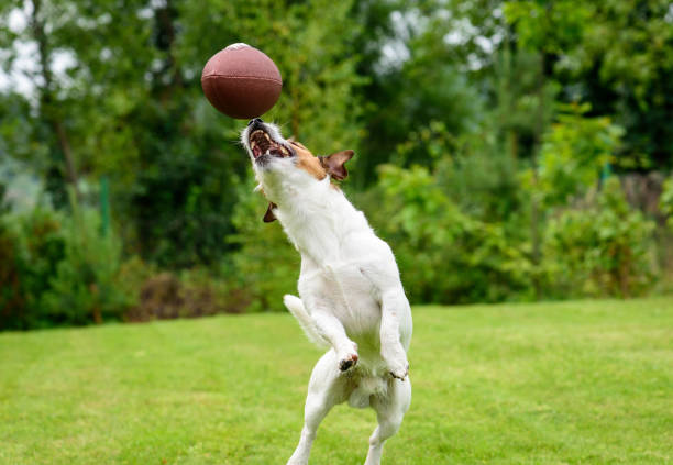 Summer fun with pet dog at back yard