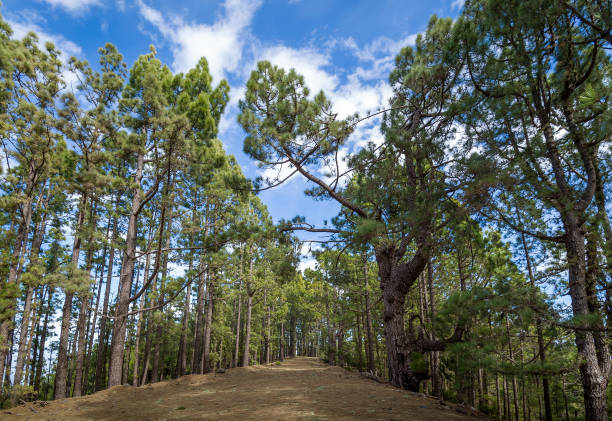 istock La Esperanza forest, Tenerife island 868986566