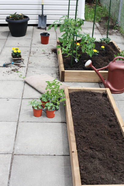 istock Preparing a small vegetable garden in the city. 868988126