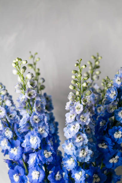 istock Blue delphinium flower with green leaves on light gray background 868988918