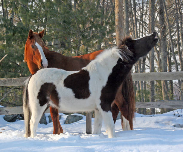 istock Quarter Horse with Pinto Sifting the Cold Winter Air 868992208