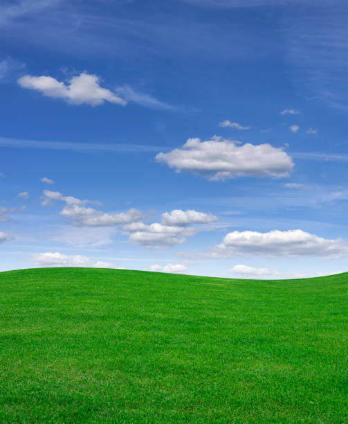 istock Green grass field and blue sky 868992822