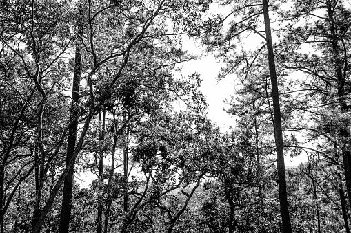 Wlid forrest trees with sunlight and blue clear sky background in black and white