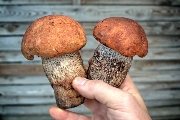 istock Man holding beautiful orange wild mushrooms. 868999970