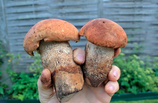 istock Man holding beautiful orange wild mushrooms. 869000078